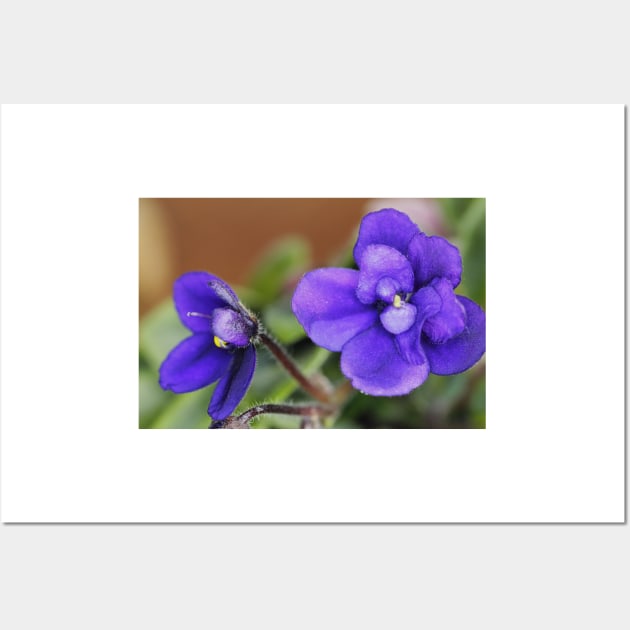 Miniature African Violet Wall Art by ztrnorge